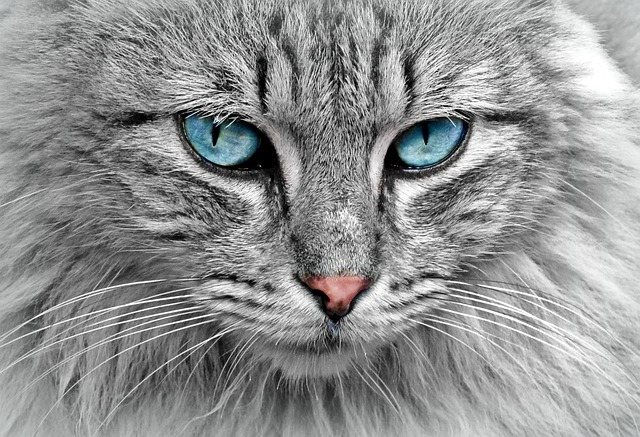 A cat cared for at Warren Animal Clinic in Warren, MI