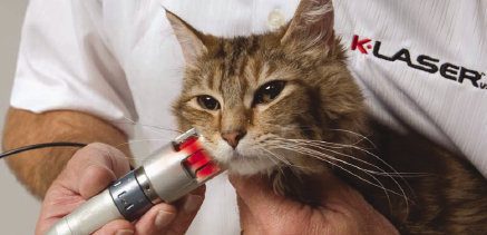 K-Laser therapy applied to a dog at Warren Animal Clinic
