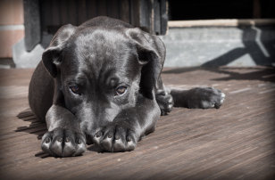 Sitting black dog